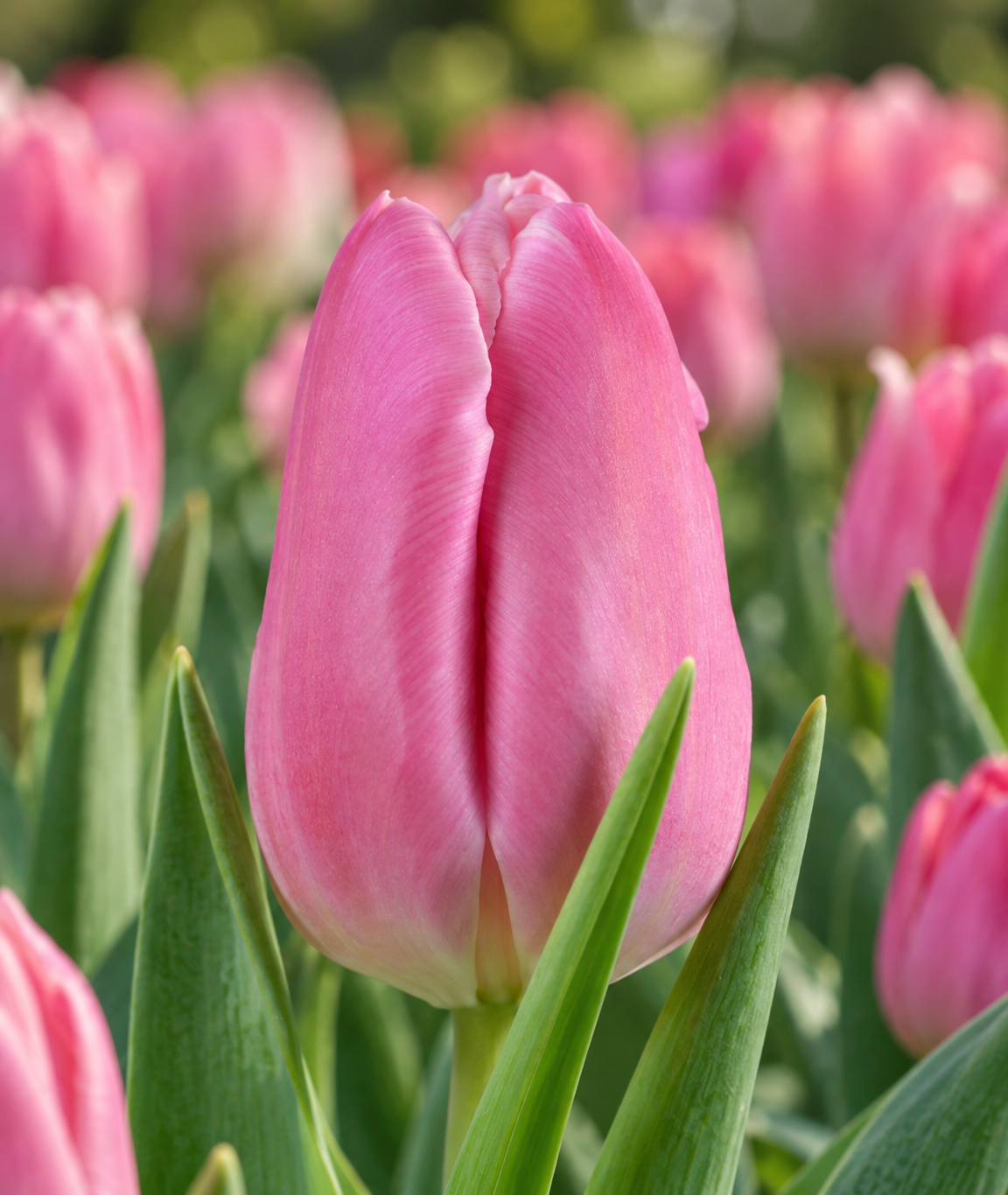 Тюльпан Jumbo Pink